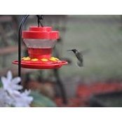 Carol Boone's photo