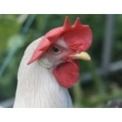 Chookie Inthebackyards foto