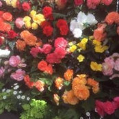Zarka Custovic's photo