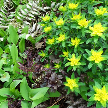 Shade garden