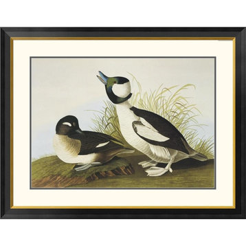 "Buffel-Headed Duck" Framed Digital Print by John James Audubon, 40x32"