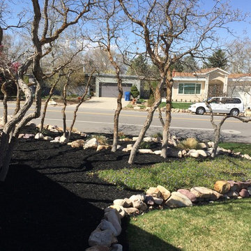 Olympus Cove: Black Mulch
