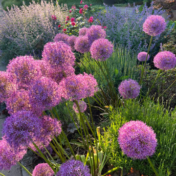 Pflanzen und Beete