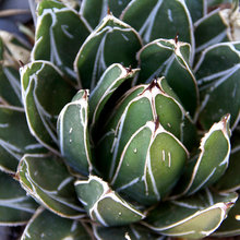 Gorgeous Plants