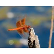 Pea Watt's photo