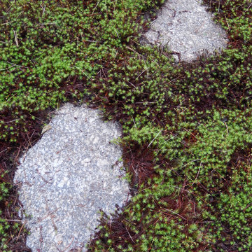 Granite stepstones through Haircap Moss.
