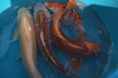 Some of our Koi