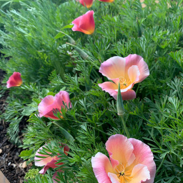 Desert Garden