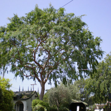 Chinese Elm Tree Trimming