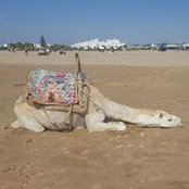 Lale Lu's photo