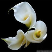 Saunder Reid's photo