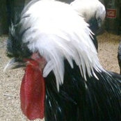 Tumaritis Farm's photo