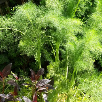 Jardin moyen