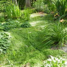 Rain Garden
