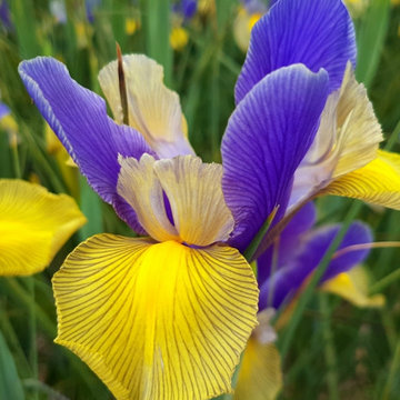 Blue and Yellow Netted Iris  Garden