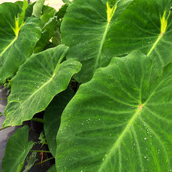 Current Featured Plants - Products