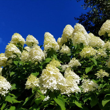 For the Love of Hydrangeas