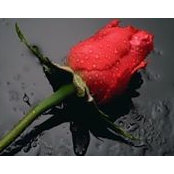 Mia Balogova's photo