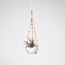 indoor hanging plants