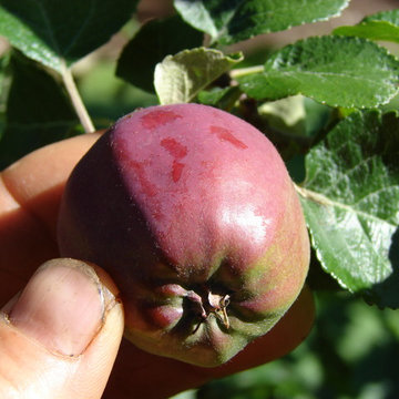 Permaculture/Farms