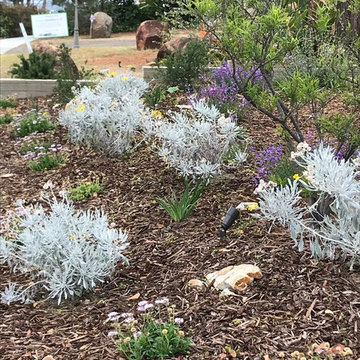 Mini Meadow
