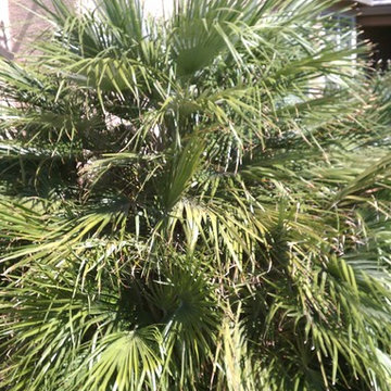 Palm Tree 1 - BEFORE