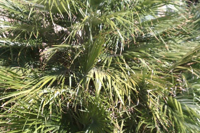 Palm Tree 1 - BEFORE