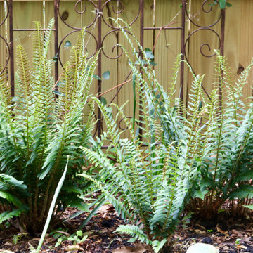 Deer resistant backyard