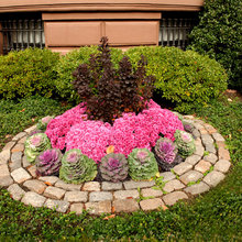 ciciley_bennett's front yard idea