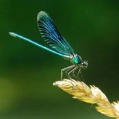 laetitia fernandez's photo