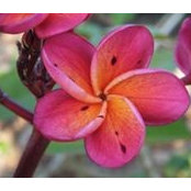 Thai Frangipani's photo