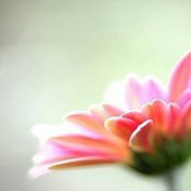 Patty Boyle's photo
