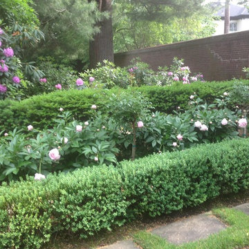 boxwood hedge