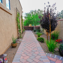 drought tolerant