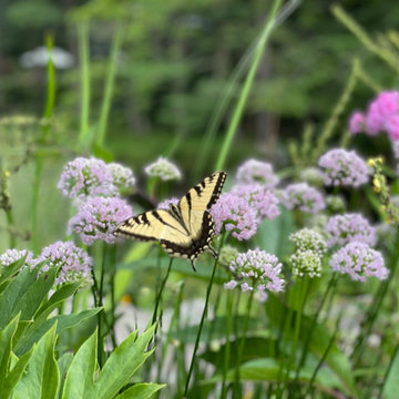 Mixed Planting Border