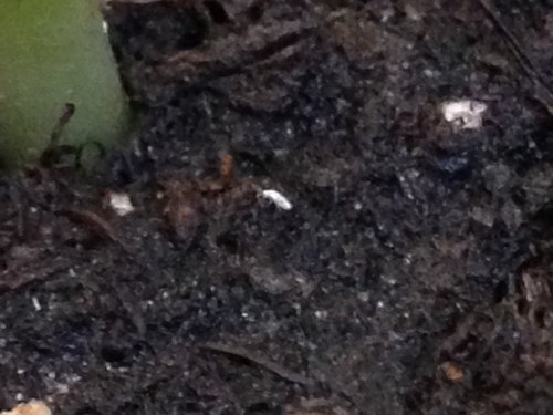 Little White Bugs In My Worm Compost