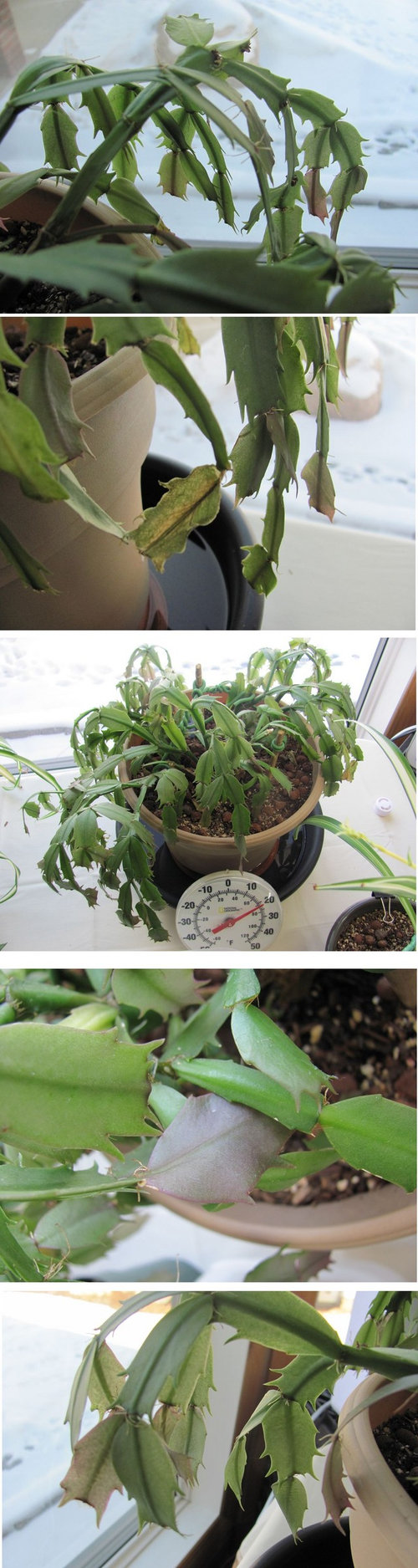 Schlumbergera Truncata (Easter cactus) Wilted and Suffering