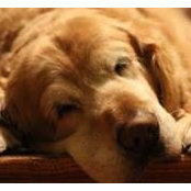 Dianne Yarkovsky's photo