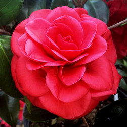 Current Featured Plants - Products
