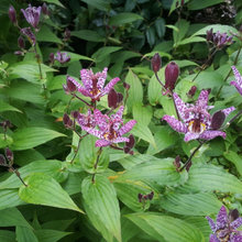 Please help me name this plant