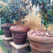 Magnolia rock design
