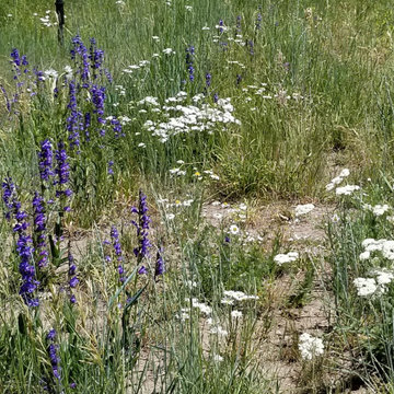 Sustainable Gardens
