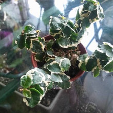 plants