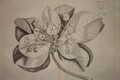 Antique 17th Century Original Drakenstein Botanicals
