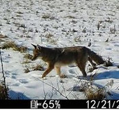 Walker Fox's photo