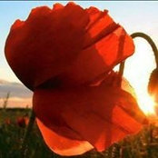 Susan Kelvey's photo