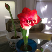Alan Kaplan's photo