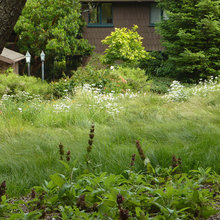 Wild grass meadows