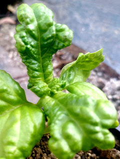 Basil problem leaves are puckered bubbly