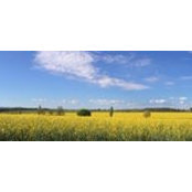 Simon Gray's photo